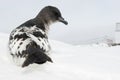 Cape Petrel sitting on a ski slope. Royalty Free Stock Photo