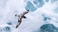 Cape petrels ` Daption capense ` flying in the antarctic