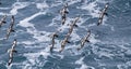 Cape petrels ` Daption capense ` flying in the antarctic