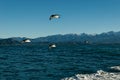 Cape petrels fly above the sea in Kaikoura, New Zealand