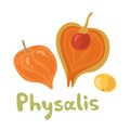 Cape physalis fruit icon, fruit with husk. Physalis alkekengi, bladder cherry, Japanese lantern, strawberry groundcherry