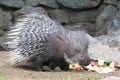 Cape porcupine