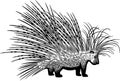 Cape Porcupine