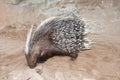 Cape porcupine