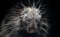 Cape porcupine South African Hystrix africaeaustralis