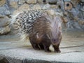 Cape porcupine or South African porcupine