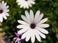 Cape rain daisy