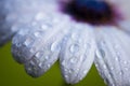 Cape rain daisy flower with water drops Royalty Free Stock Photo