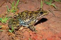 Cape river frog in natural habitat Royalty Free Stock Photo