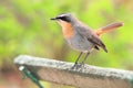 Cape Robin on a bench in South Africa