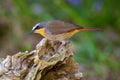 Cape Robin-Chat Royalty Free Stock Photo