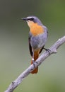 Cape robin chat Royalty Free Stock Photo