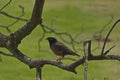 Cape Robin-Chat bird