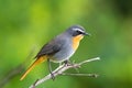 Cape Robin chat bird, Old World flycatcher in grey orange perching on branch with blurred background in Africa Royalty Free Stock Photo