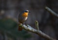 Cape Robin-Chat Cossypha caffra 10964 Royalty Free Stock Photo