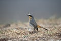 Cape robin-chat, Cossypha caffra Royalty Free Stock Photo