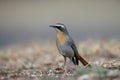 Cape robin-chat, Cossypha caffra Royalty Free Stock Photo