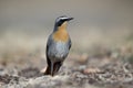 Cape robin-chat, Cossypha caffra Royalty Free Stock Photo