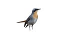 Cape robin-chat, Cossypha caffra Royalty Free Stock Photo