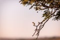 A Cape robin-chat