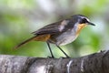 Cape Robin Chat Royalty Free Stock Photo