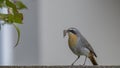 Cape Robin-chat, Cossypha caffra Royalty Free Stock Photo