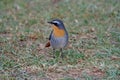 Cape robin-chat, Dessonornis caffer, on a meadow Royalty Free Stock Photo