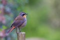 Cape Robin-chat Royalty Free Stock Photo