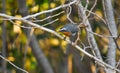 Cape Robin chat perched on a tree in South Africa