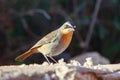 Cape Robin Chat Royalty Free Stock Photo