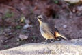 Cape Robin Chat Royalty Free Stock Photo