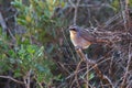 Cape Robin Chat Royalty Free Stock Photo