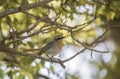 Cape Robin Chat (Cossypha caffra) in South Africa