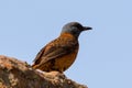 Cape Rock-Thrush at Blyde River Canyon South Africa Royalty Free Stock Photo