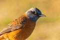 Cape rock thrush close up with bright eyes. Royalty Free Stock Photo