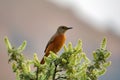 Cape Rock-Thrush (Monticola rupestris) Royalty Free Stock Photo