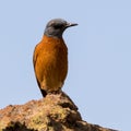 Cape Rock-Thrush at Blyde River Canyon South Africa Royalty Free Stock Photo