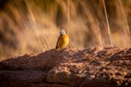 Cape rock thrush standing on a termite mount Royalty Free Stock Photo