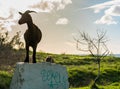 Cape of Rodon, ALBANIA, November 14 2022: goat in Cape of Rodon, Albania