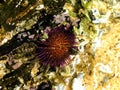 Cape sea urchin 1 Royalty Free Stock Photo