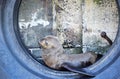 Cape seal resting in a Tyre.