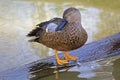 Cape Shoveler, Anas smithii