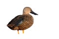 Cape shoveler, Anas smithii