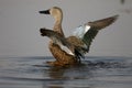 Cape shoveler, Anas smithii