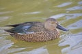 Cape Shoveler, Anas smithii swimming