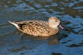 Cape Shoveler (anas smithii)