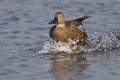 Cape Shoveler Male