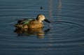 A cape shoveler photographed in South Africa