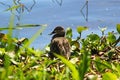 The Cape shoveler or Cape shoveller in Lake Okeechobee Park Royalty Free Stock Photo