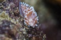 Cape silvertip nudibranch Janolus capensis on the reef facing Royalty Free Stock Photo